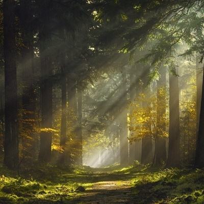 NG28加拿大软件下载